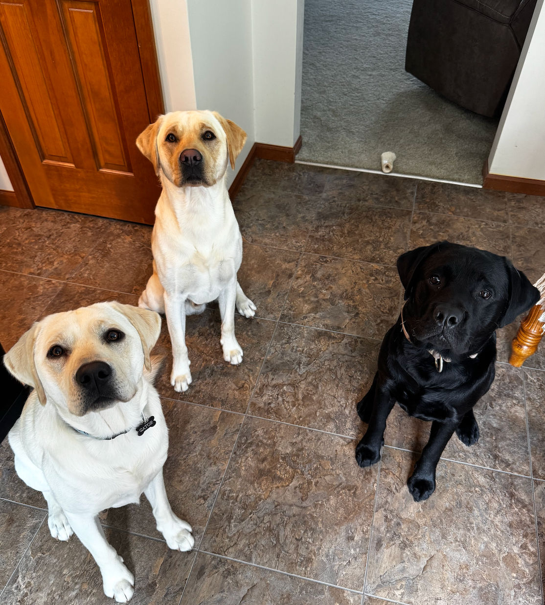 Ticks, Skunks & Hunting Dogs: What I Actually Use on Goose & Gator